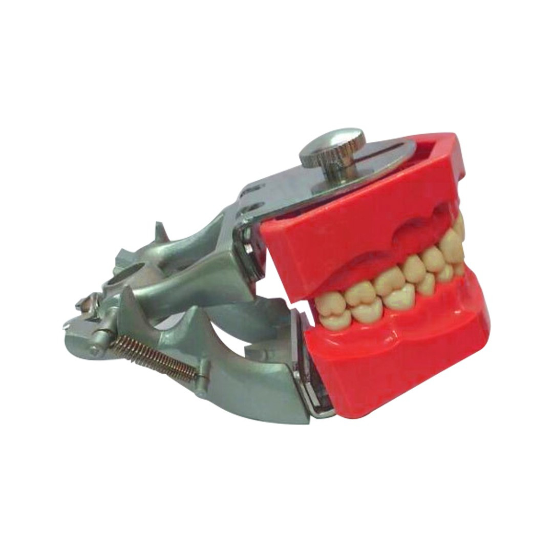 Trulon Typhodont Jaw Set with Articulator Metal Study Model